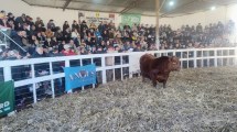 Imagen de Río Colorado cerró su 49° Exposición Rural con un buen remate de reproductores, se vendió el 97% de la oferta y se negociaron más de 1.000 millones de pesos