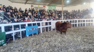 Río Colorado cerró su 49° Exposición Rural con un buen remate de reproductores, se vendió el 97% de la oferta y se negociaron más de 1.000 millones de pesos