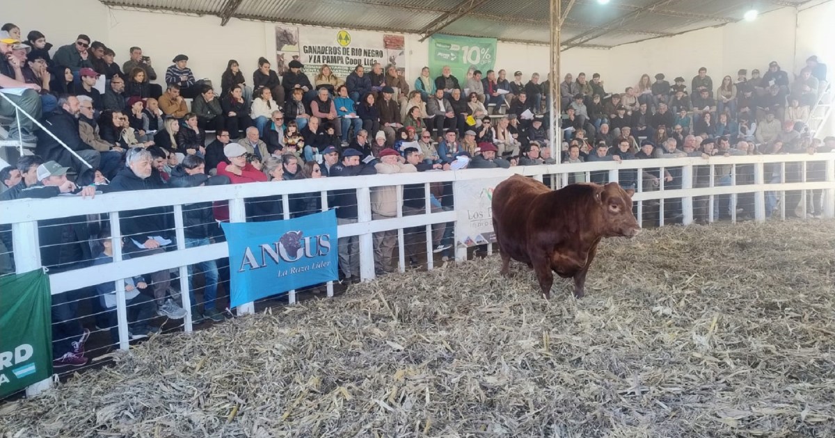 Finalizó la 49° Exposición Rural de Río Colorado con notables ventas de reproductores