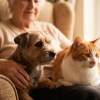 Imagen de Apuestan por los beneficios de convivir con mascotas en los geriátricos