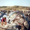 Imagen de Hoy es el Día de la Ballena Franca Austral: la historia de Garra, ciencia y conservación para proteger a los gigantes del mar