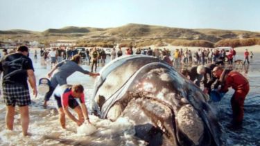 Hoy es el Día de la Ballena Franca Austral: la historia de Garra, ciencia y conservación para proteger a los gigantes del mar