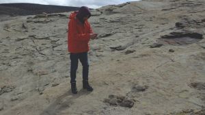 Huellas de dinosaurios en Neuquén: identifican rastros de gigantes en un antiguo desierto