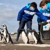 Imagen de Rescataron a una familia de pingüinos: estaban atrapados en una red de pesca de la costa argentina