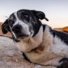 Imagen de Cuál es el parásito de los perros que tiene dos "personalidades" genéticas
