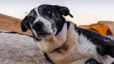 Cuál es el parásito de los perros que tiene dos «personalidades» genéticas