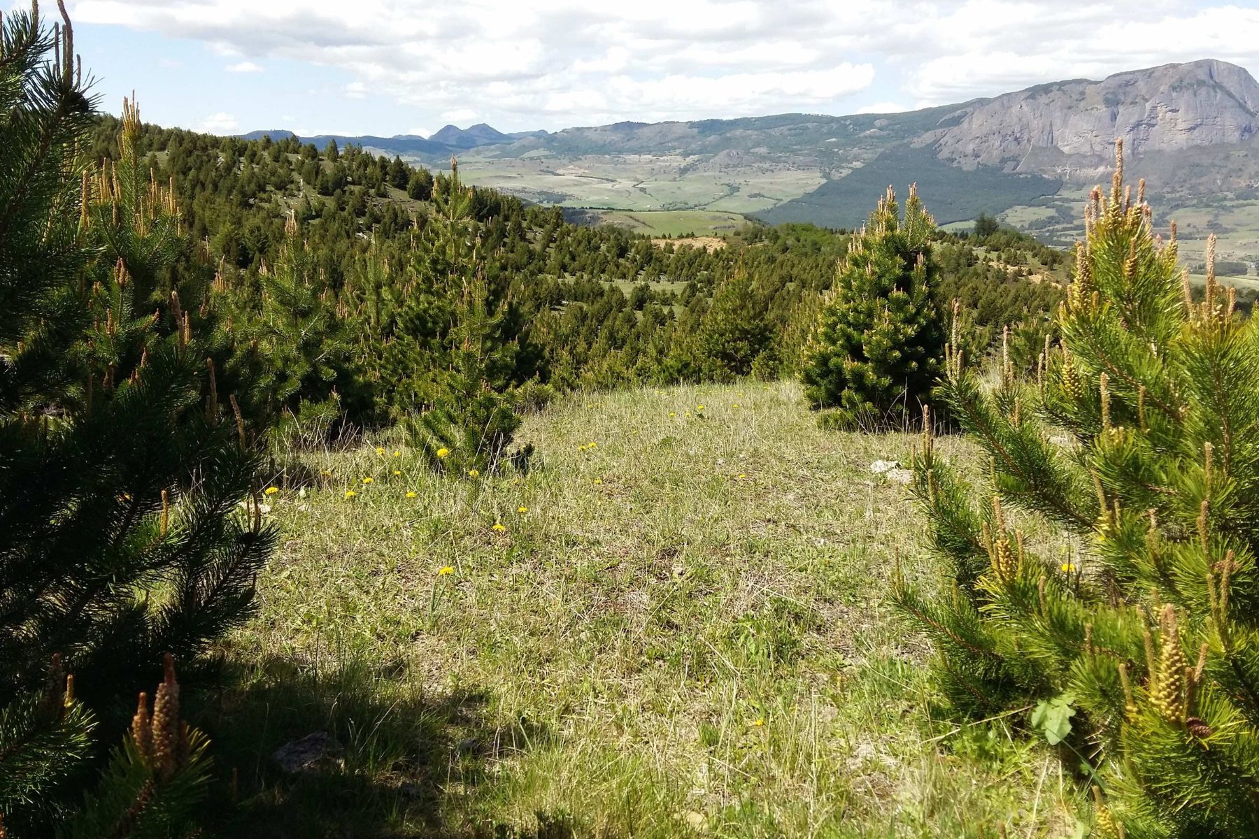 Los pinos exóticos crecen mucho más rápido en el hemisferio sur