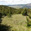 Imagen de Los pinos exóticos crecen cuatro veces más rápido en el hemisferio sur
