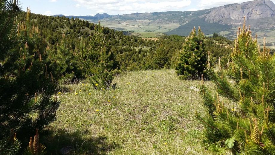 Las especies exóticas son una seria amenaza como agentes invasores (Crédito Alex Fajardo)