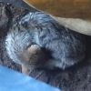 Imagen de Sorpresivo hallazgo en Ostende: rescataron a un zorro silvestre atrapado en un patio de casa