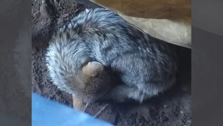 El animal no pudo salir por su cuenta del patio de la casa.