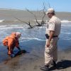 Imagen de Delfín franciscana: por qué el estuario del Río Negro es clave para salvarlo