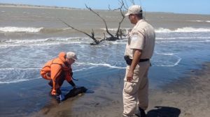 Delfín franciscana: por qué el estuario del Río Negro es clave para salvarlo