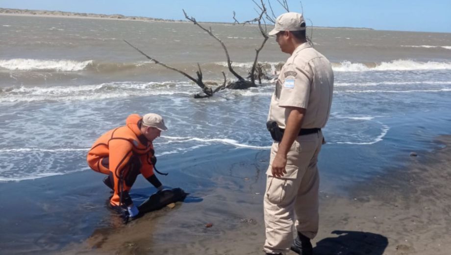 Entre 2003 y 2023 se registraron 34 varamientos en el estuario, con un promedio de dos casos por año y picos de seis en 2014 y 2020 (Crédito PNA)