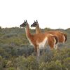 Imagen de Guanacos en Río Negro: las 10 razones de la ciencia para pedir cautela antes de autorizar su caza