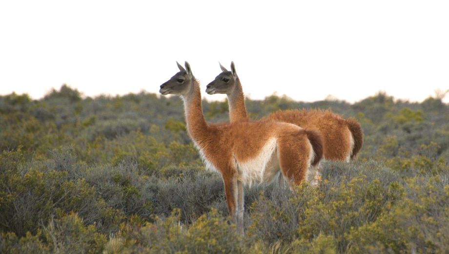 El guanaco es un herbívoro nativo de la Patagonia que cumple un papel clave en los ecosistemas de la estepa. Contribuye al ciclo de nutrientes y a la dispersión de semillas.