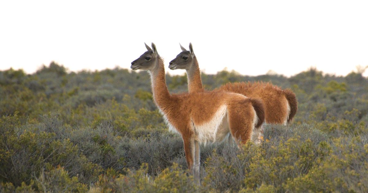 Caza de guanacos en Río Negro: puntos a evaluar antes de autorizar su comercialización