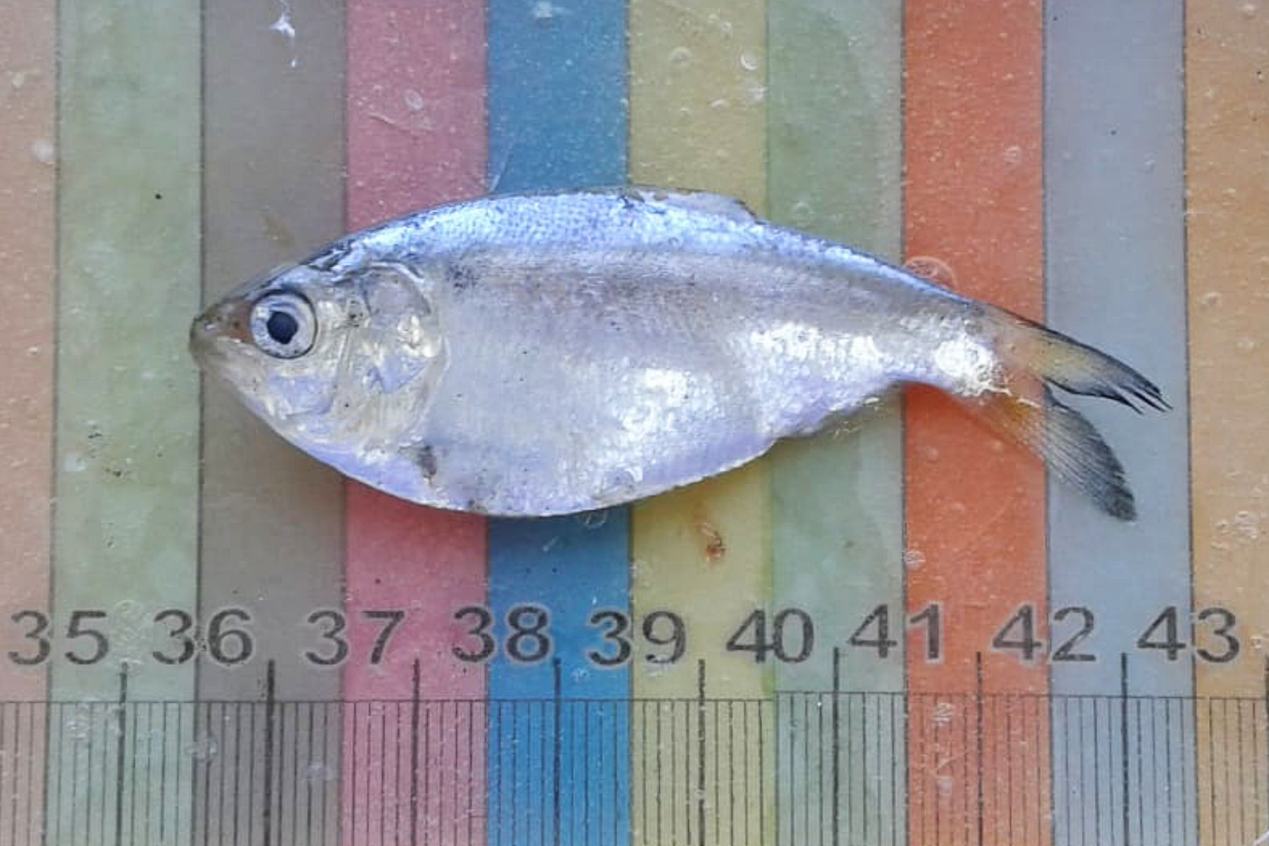 Investigadores descubren nuevas especies de peces en el estuario del Río Negro