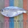 Imagen de Hallan una "guardería" con peces desconocidos en el estuario del Río Negro