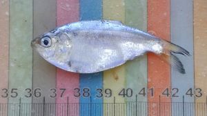 Hallan una «guardería» con peces desconocidos en el estuario del Río Negro
