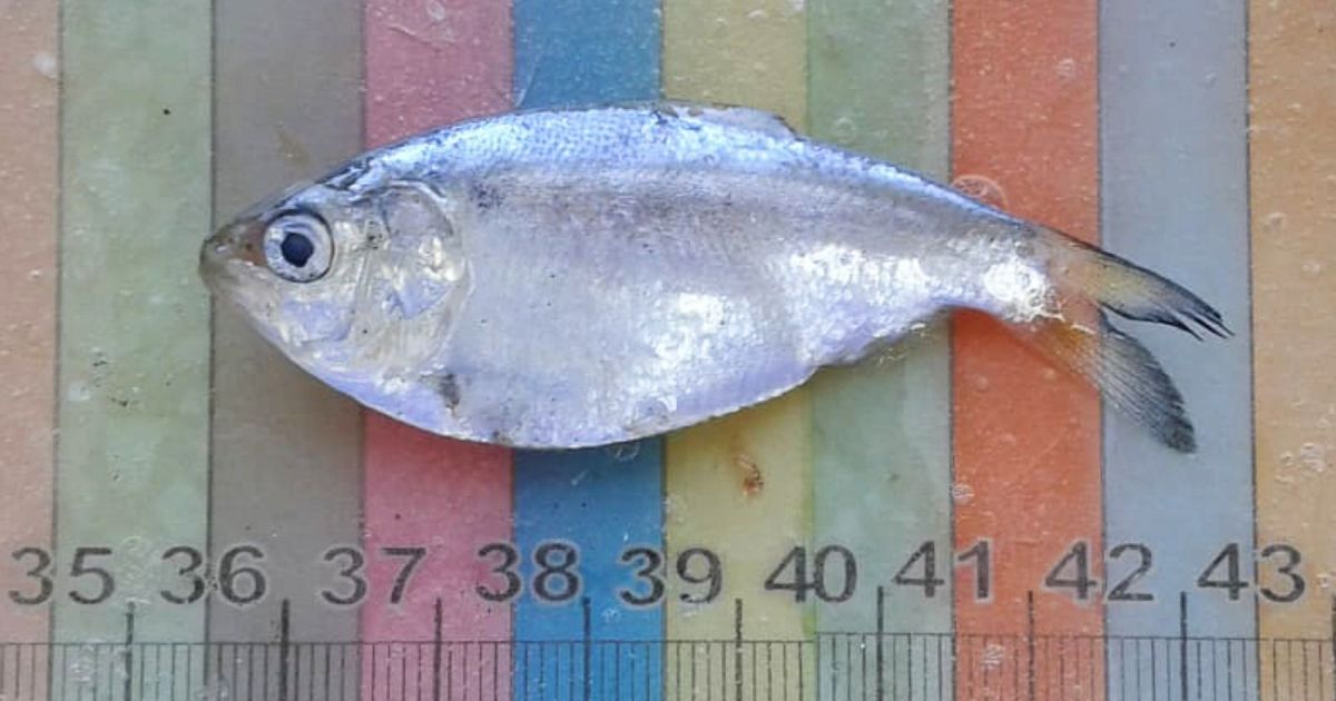 Investigadores descubren nuevas especies de peces en el estuario del Río Negro