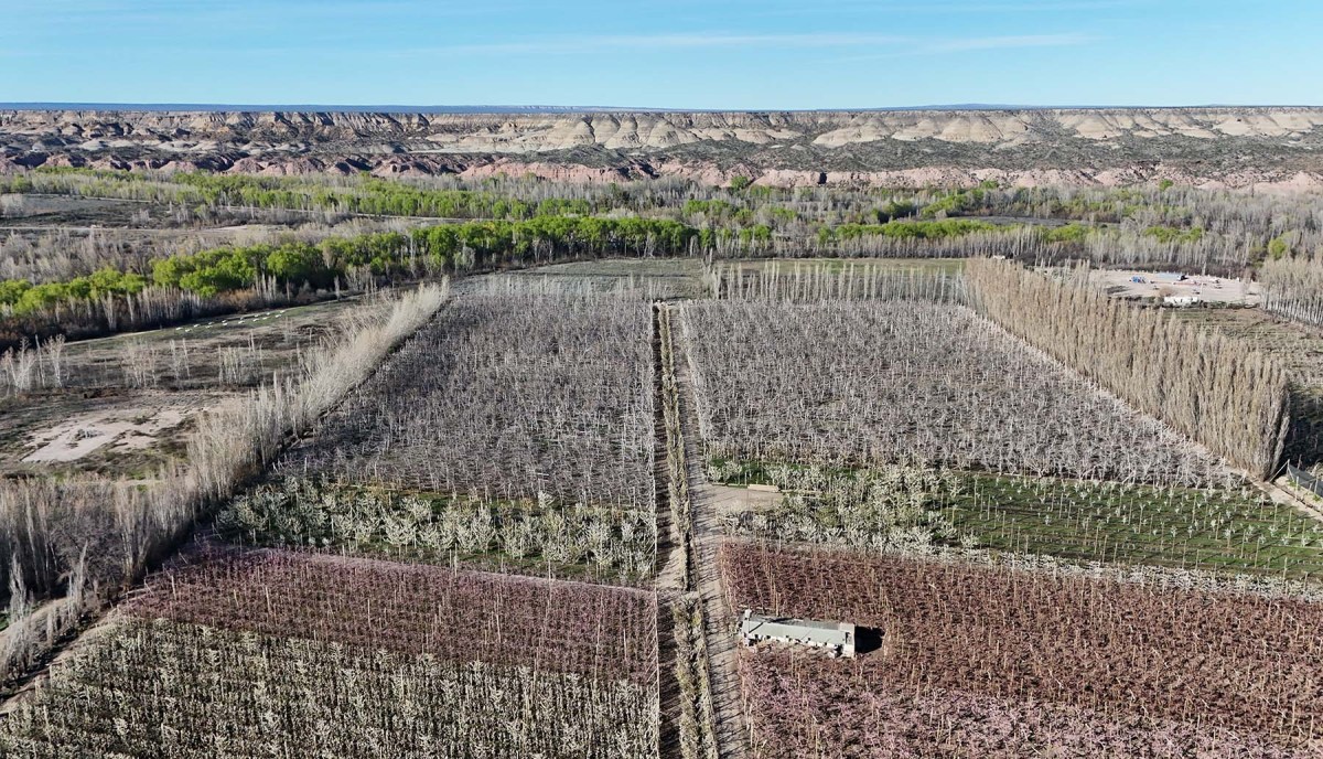Los frutales de carozo ocupan el 50% de la superficie implantada de Sánchez y tiñen de colores las chacras al finalizar cada invierno.