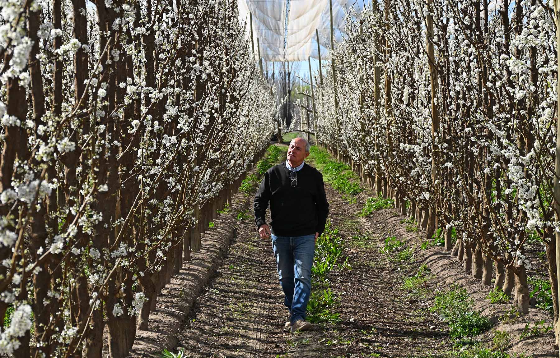 Productor de Allen diversifica su chacra con duraznos y ciruelas