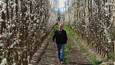 Dejó de producir peras y se diferenció en la fruticultura de la Patagonia: plantó la mitad de sus chacras con estos frutales