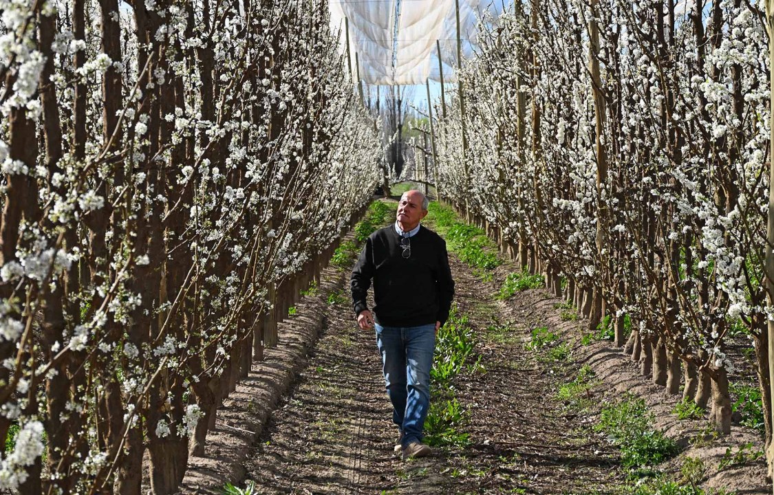 Marcelo Sánchez, productor frutícola de la Patagonia, observando la floración de sus ciruelos.