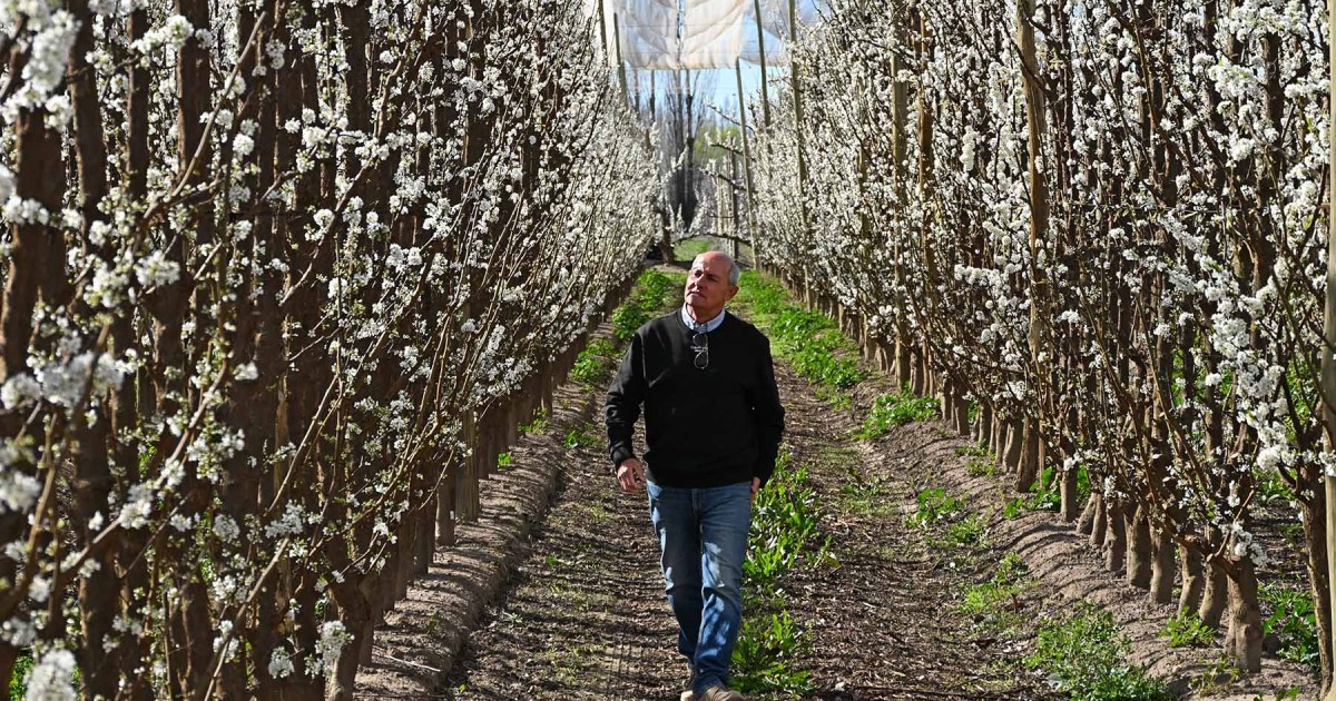 Productor de Allen diversifica su chacra con duraznos y ciruelas