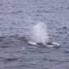 Imagen de El inédito viaje de una ballena Fin entre Chile y Argentina que desafía a la ciencia marina