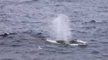 Imagen de Ballena Fin: el sorprendente viaje interoceánico entre Chile y Argentina que impacta a la ciencia