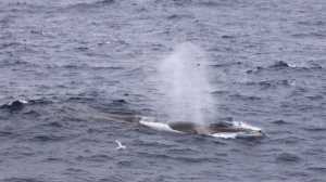 Ballena Fin: el sorprendente viaje interoceánico entre Chile y Argentina que impacta a la ciencia