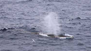 Ballena Fin: el sorprendente viaje interoceánico entre Chile y Argentina que impacta a la ciencia