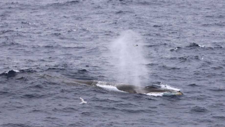 El inédito viaje de una ballena Fin entre Chile y Argentina. Foto: gentileza.-