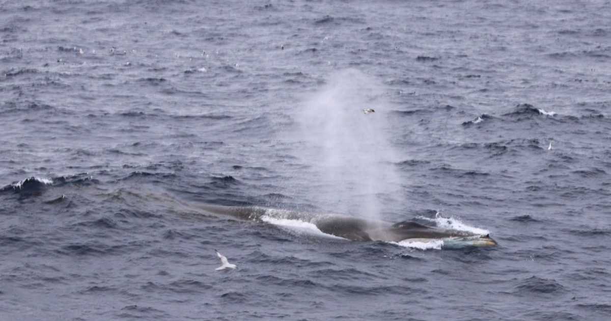 Un viaje sorprendente de una ballena Fin entre Chile y Argentina