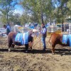 Imagen de Expo Rural de Conesa: los reproductores alcanzaron valores de venta de hasta $29 millones en el remate