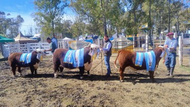 Expo Rural de Conesa: los reproductores alcanzaron valores de venta de hasta $29 millones en el remate