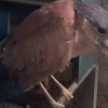 Imagen de El insólito viaje de una garza que terminó a 3.500 metros de altura en la Puna jujeña