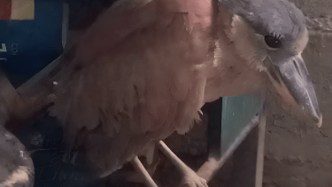 El insólito viaje de una garza que terminó a 3.500 metros de altura en la Puna jujeña
