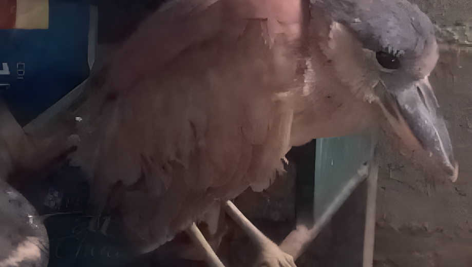 La garza cucharona tiene un pico ancho, macizo y alto que le permite atrapar presas en la oscuridad de aguas poco profundas. Foto: gentileza Nótulas Faunísitcas.