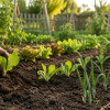 Imagen de Huerta en casa: qué sembrar en septiembre para tener rápido tu propia producción
