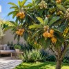 Imagen de El árbol ideal para patios pequeños: no supera los 5 metros y da frutos en primavera