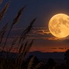 Imagen de Luna llena de la Cosecha 2026: a qué hora se verá el 26 de septiembre en Argentina