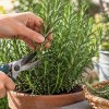 Imagen de La planta aromática que conviene podar ahora para que crezca más tupida en primavera