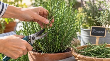 La planta aromática que conviene podar ahora para que crezca más tupida en primavera