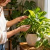 Imagen de Cómo saber si a una planta le falta luz: 6 señales fáciles de detectar