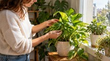 Imagen de Cómo saber si a una planta le falta luz: 6 señales fáciles de detectar