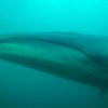 Imagen de Hito científico en la Patagonia: revelan por primera vez la ruta migratoria de la ballena sei entre Chubut y Brasil