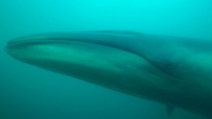 Hito científico en la Patagonia: revelan por primera vez la ruta migratoria de la ballena sei entre Chubut y Brasil
